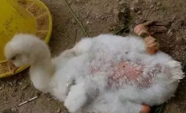 小鹅脚有点软怎么治疗,鹅苗出现软脚怎么办