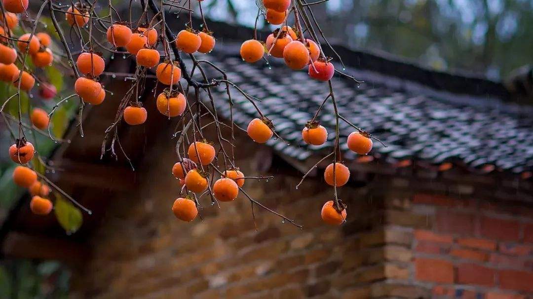 小院种树的位置和风水,种5棵树寓意