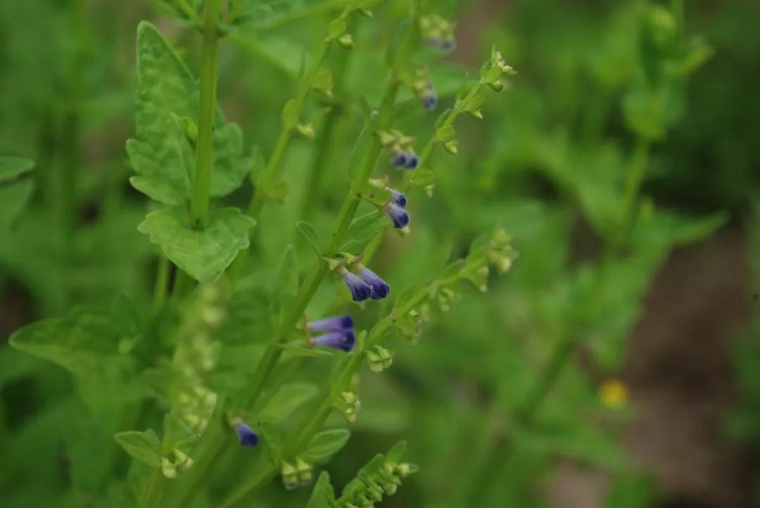 冬天常见中药植物图片及功效,花期长的草本植物图片