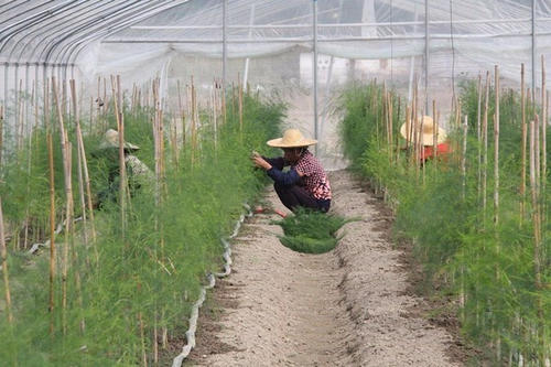 芦笋种植方法和施肥,种植芦笋如何施肥才长得好