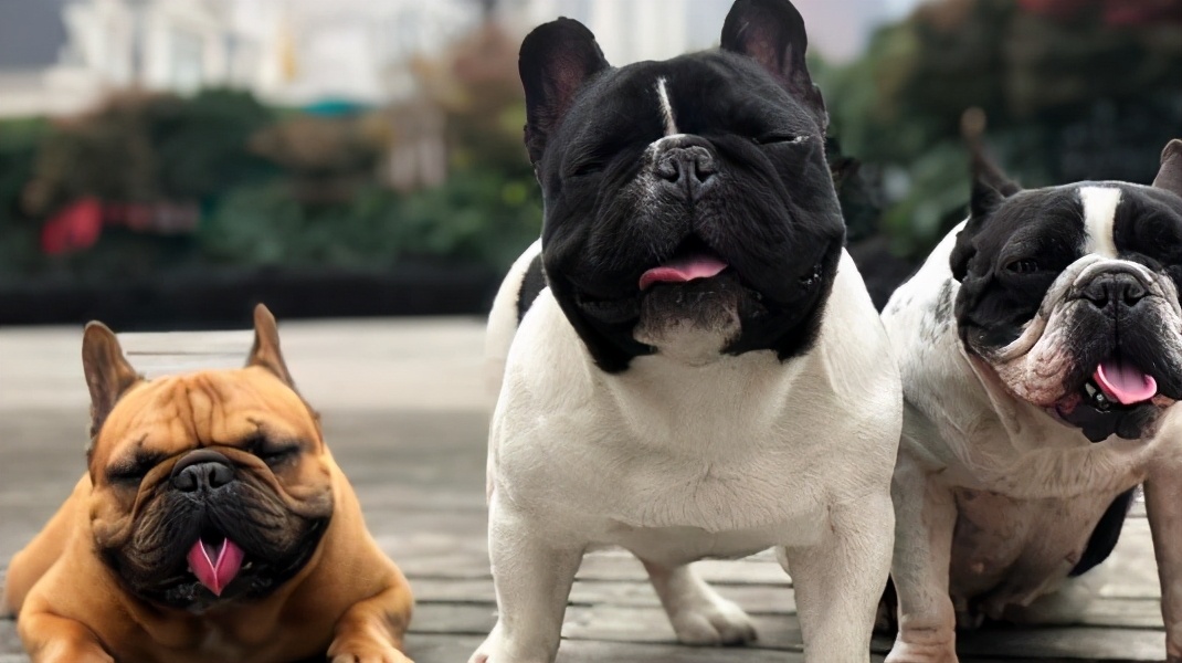 英国斗牛犬和法国斗牛犬哪个好养,法国斗牛犬为什么禁养