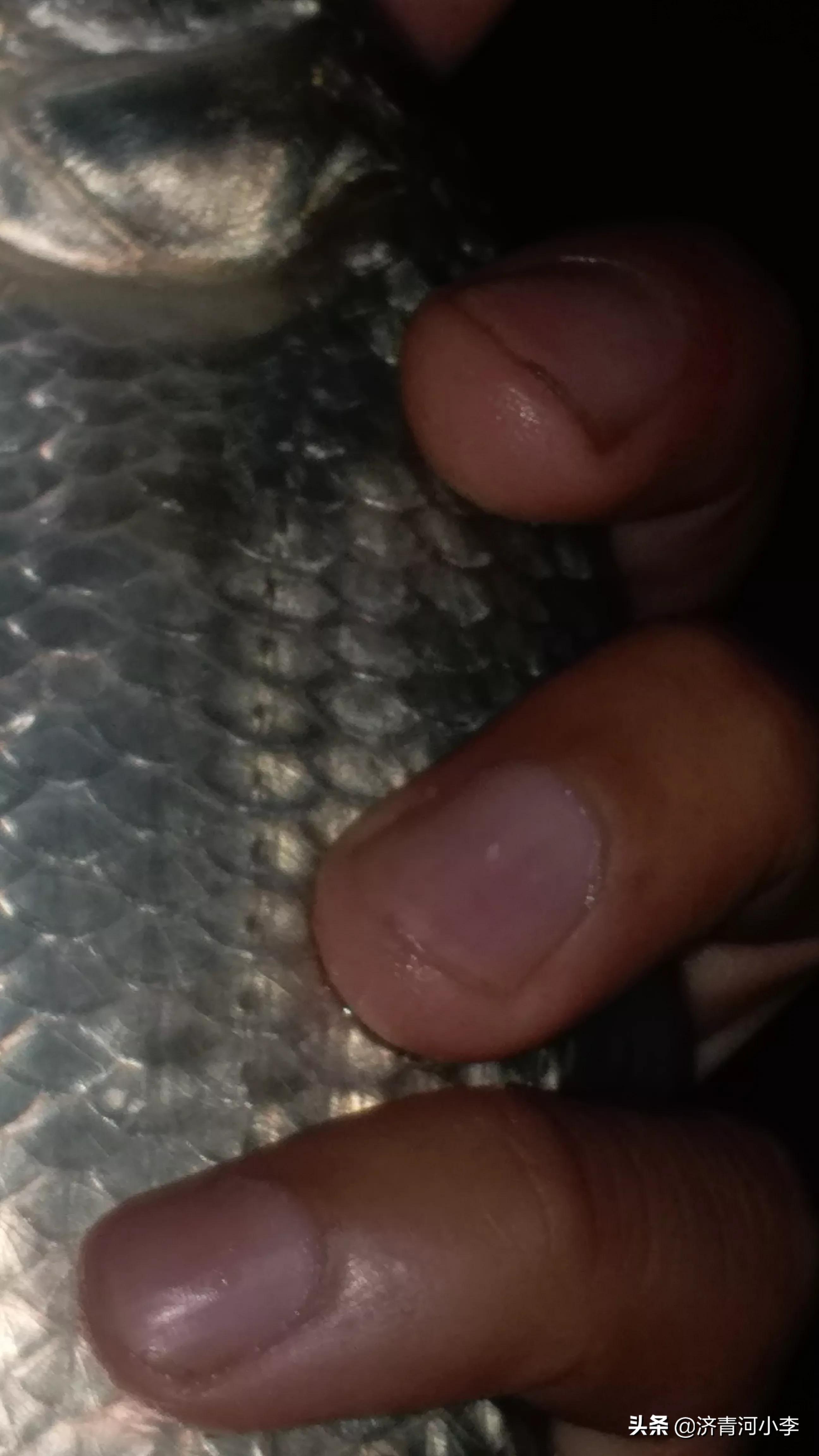 化氏湛卢夜光浮漂测评,夜光漂化氏一味