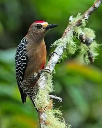 你认识吗丁啉,你认识吗