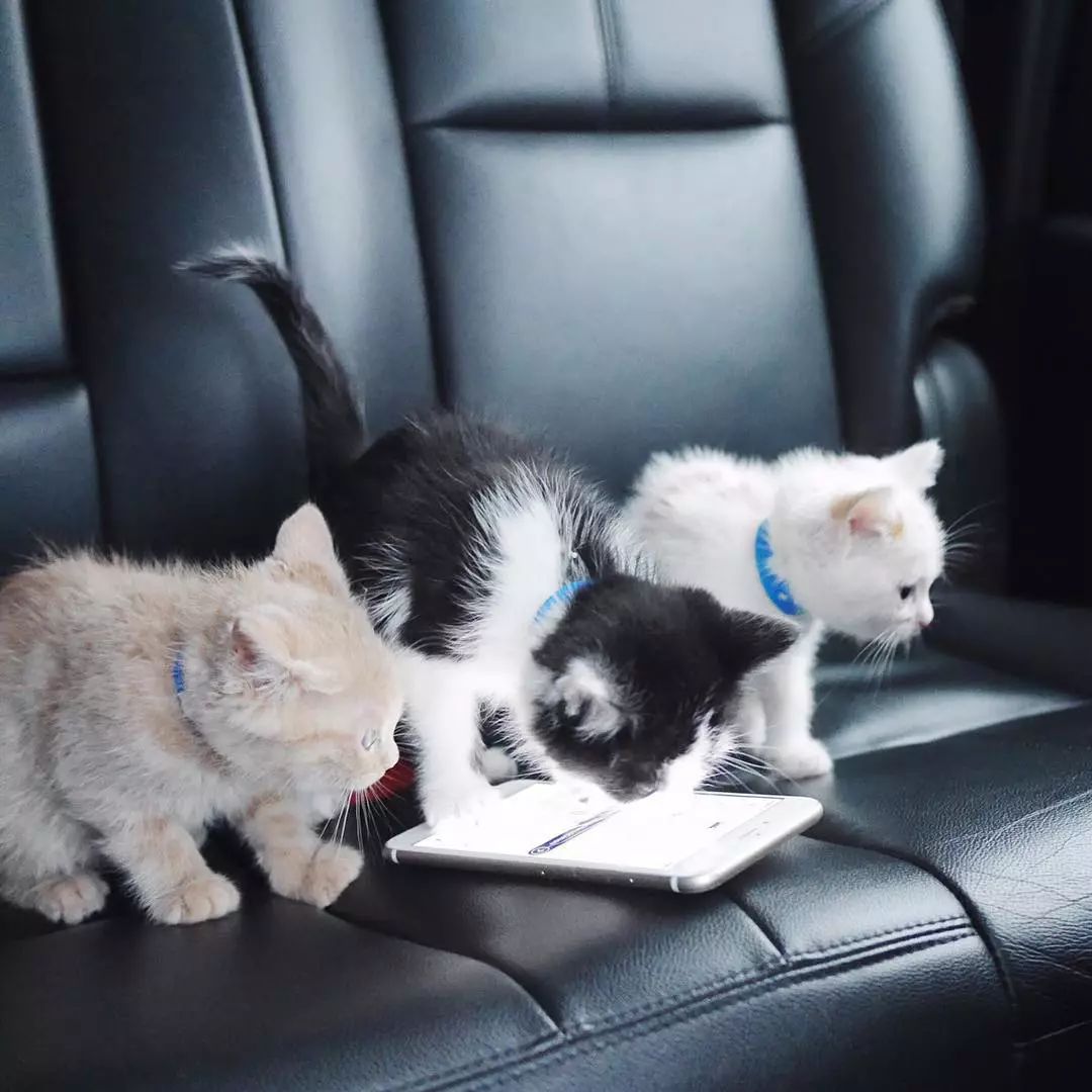 21亿遗产的猫现在怎么样了,失踪多年的猫终于回来了