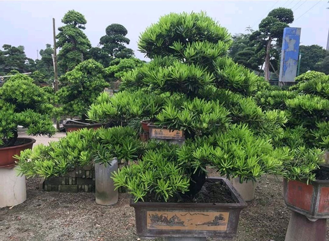 绿化带常见植物名称及图片,100种绿化带或路边常见的花草