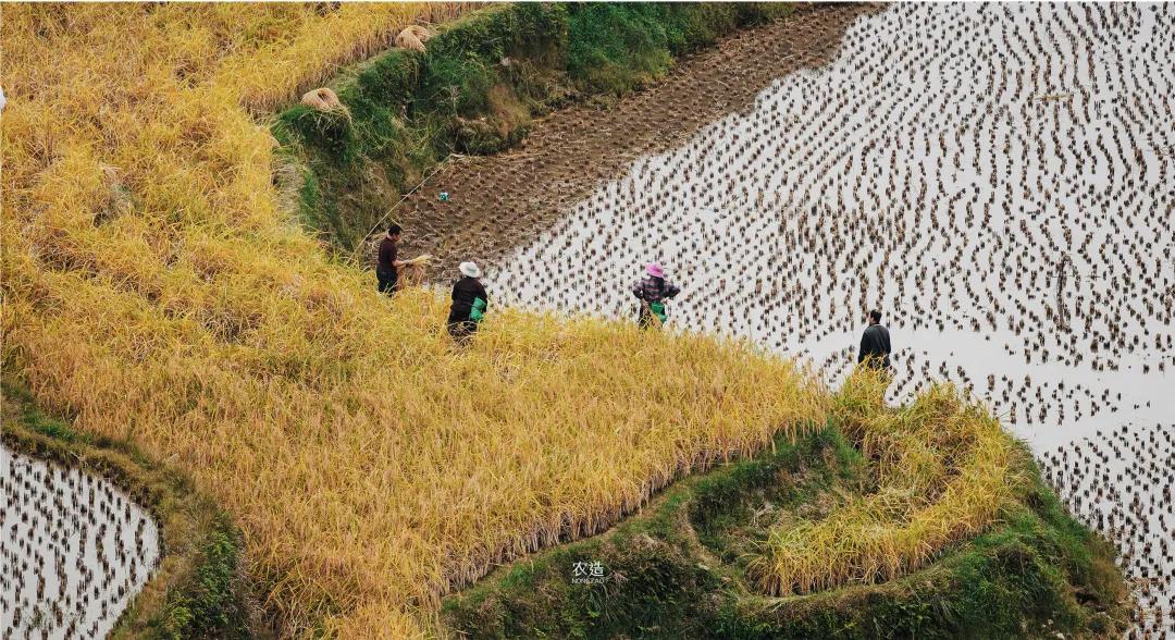 农造田野丨总有一根神经通往乡野|月亮山百里梯田