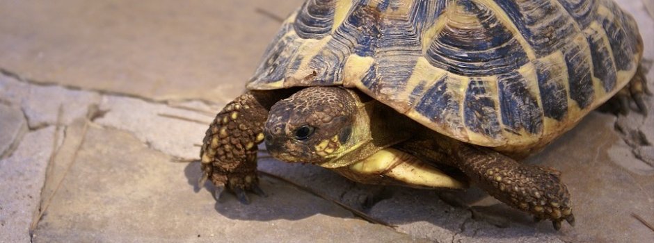 小乌龟怎么饲养龟粮喂多少,乌龟喂龟粮多久喂一次食物