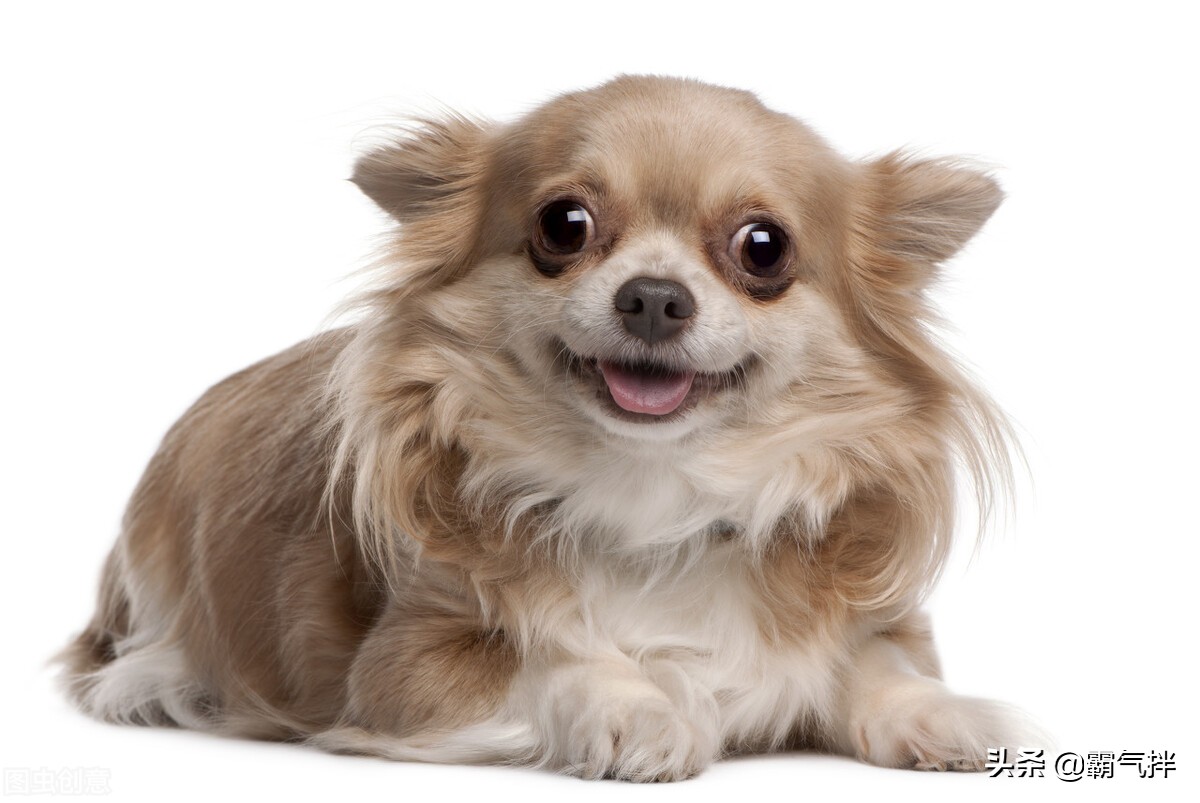 养狗的烦恼,养狗的烦恼和快乐是什么