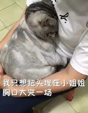 天气热怎么给猫散热,猫怕热怎么办最有效的方法