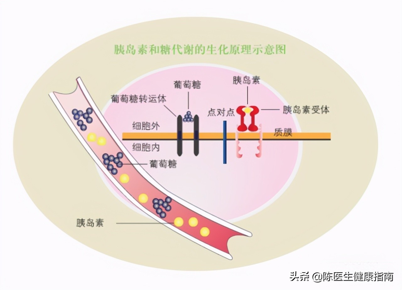 糖尿病胰岛功能会越来越差么,二型糖尿病胰岛功能会越来越差吗