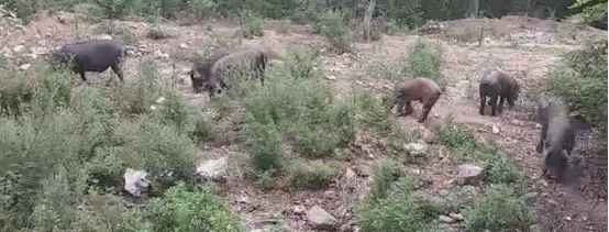 黑猪毛怎么快速去除毛根,去除黑猪毛最简单的方法