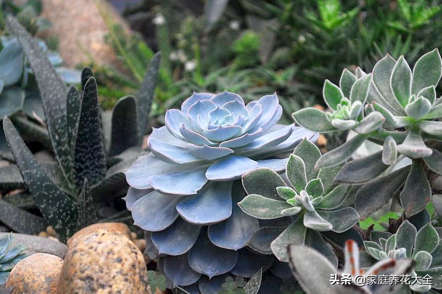 蓝姬莲和蓝石莲多肉哪个好养,蓝石莲多肉移盆