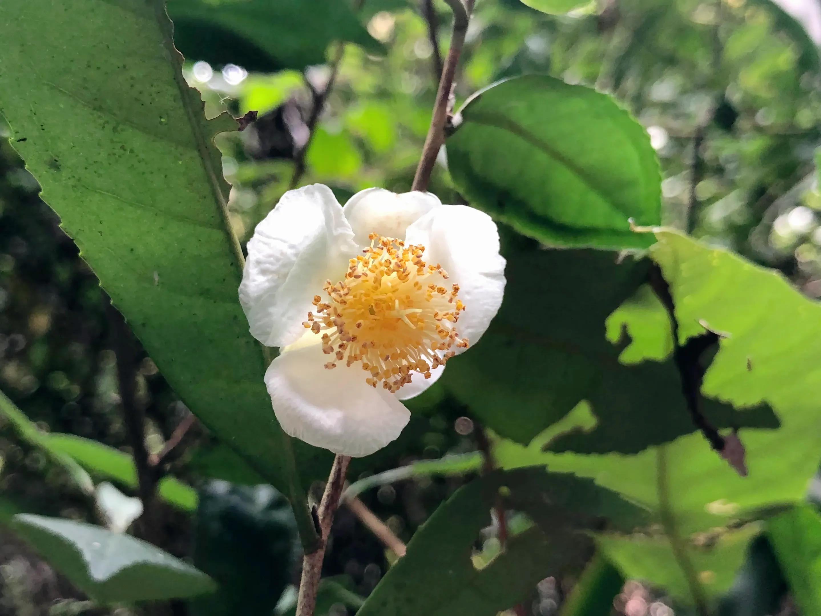 娣卞北鑰佹灄閲庤彍妞嶇墿,鍘诲璁垮北闂寸殑閲庣敓鏈崏妞嶇墿