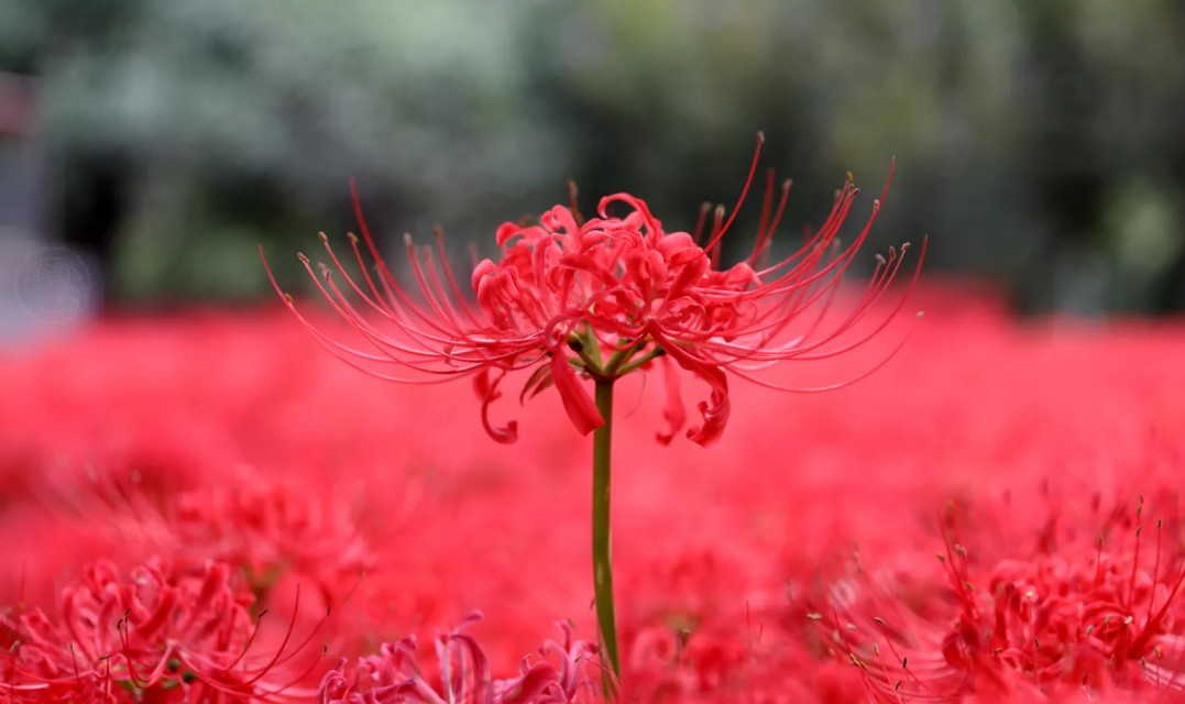 黄泉路上最美的风景，总能触动我内心最敏感的神经