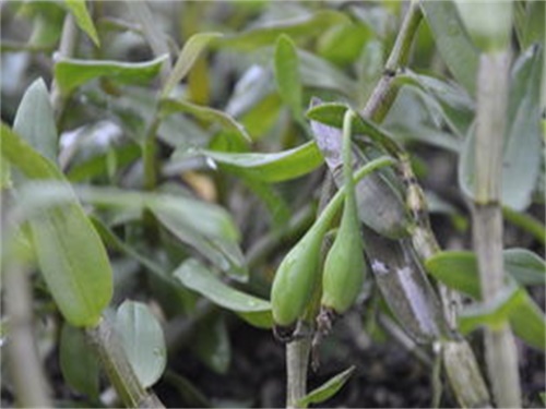 石斛兰黄叶烂根怎么拯救,石斛烂根