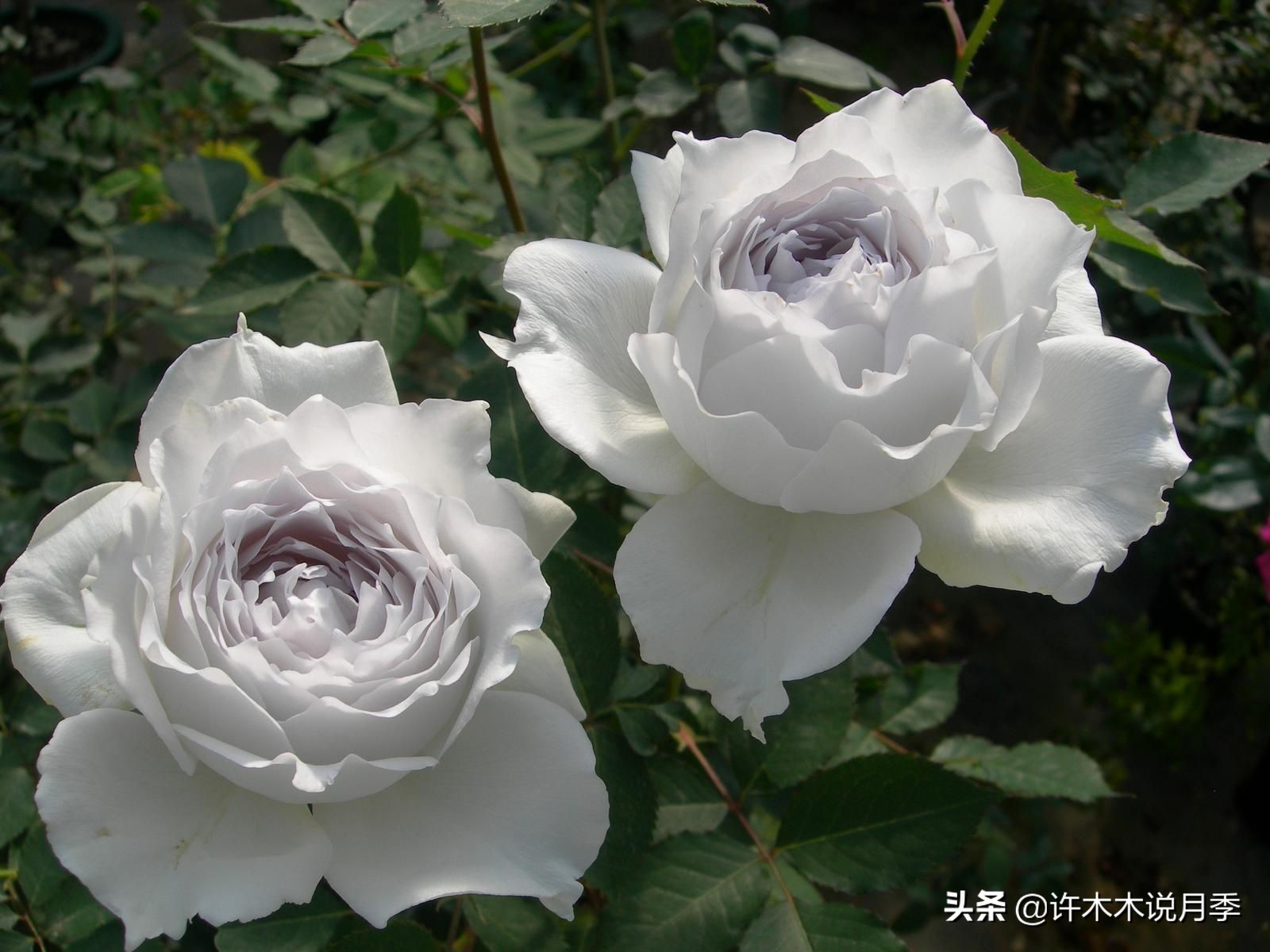 完全无刺的月季花,月季没刺的品种