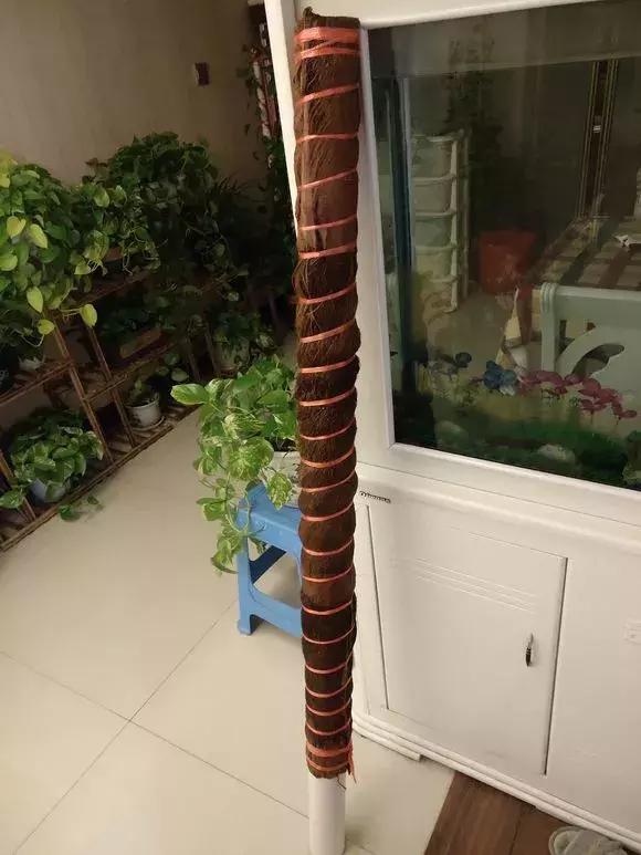 绿萝牵引神器,家中的绿萝长得太长了怎么办