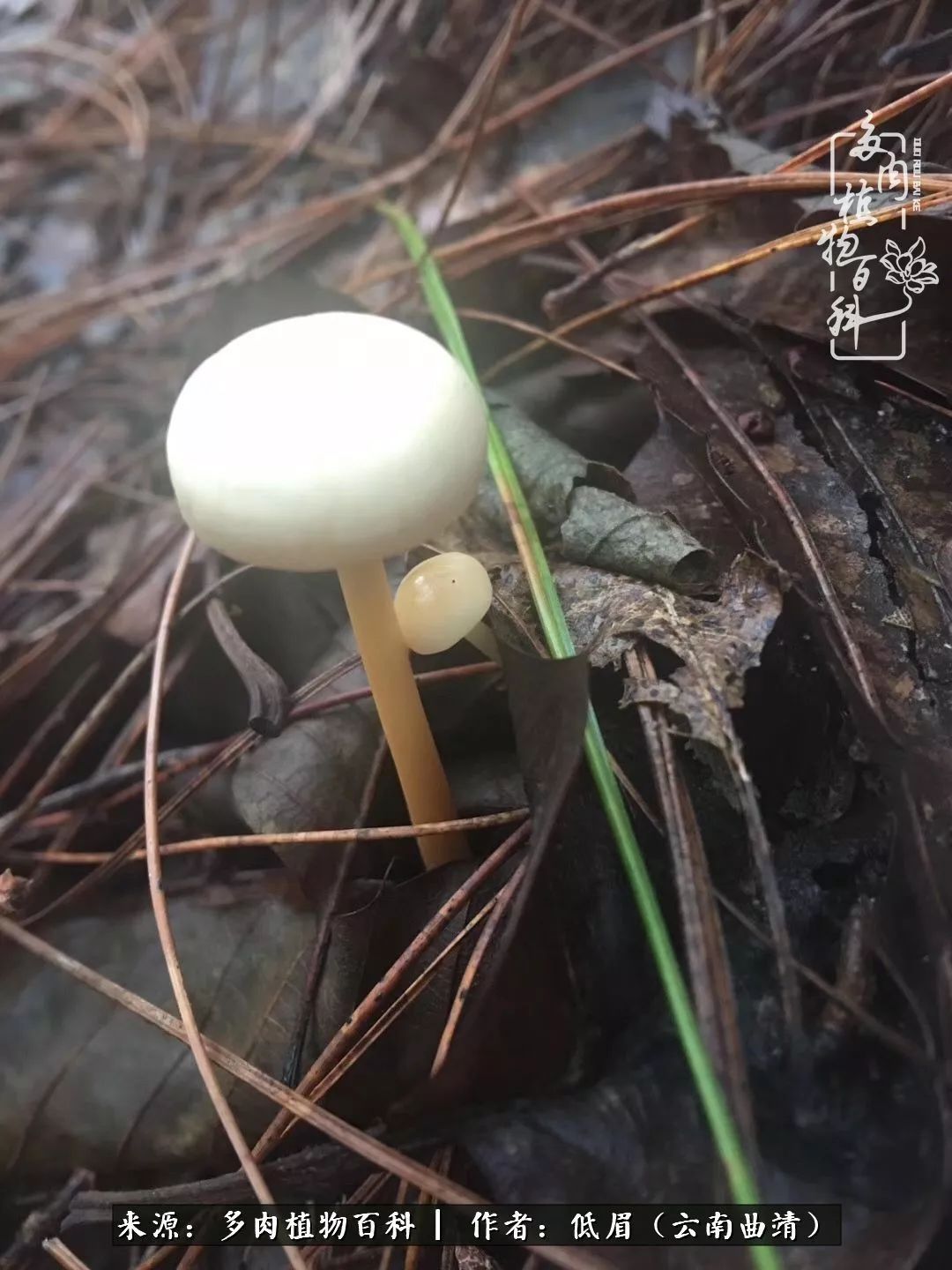 多肉看多了审美疲劳,今晚上点不一样的野味