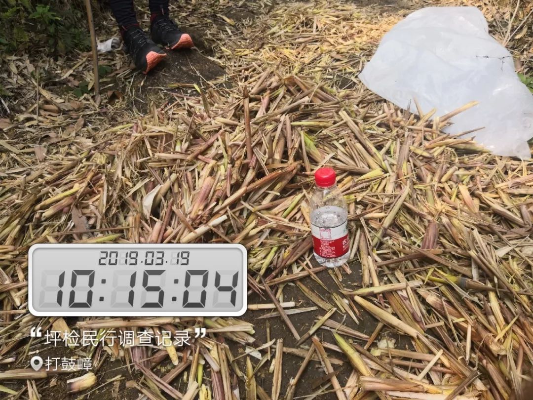 深圳南山竹海挖竹笋,深圳有游客挖竹笋