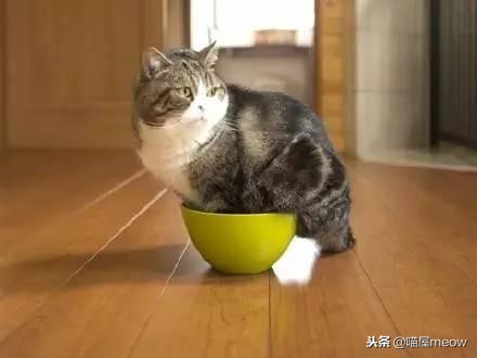 猫喜欢被挠脸是什么意思,猫喜欢被挠下巴闭着眼睛