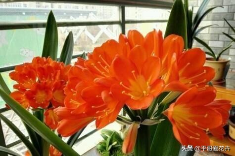 夏季给君子兰浇水的正确方法,夏天养护君子兰浇什么水最正确的