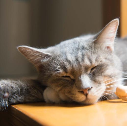 猫咪是夜行动物吗,猫咪是十分警觉的动物