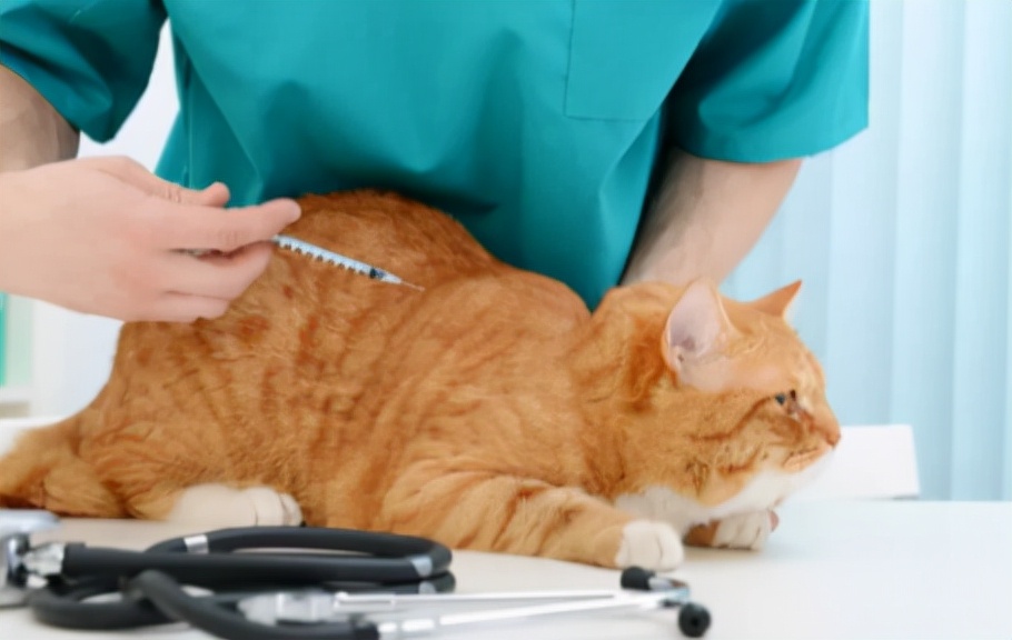 猫突然猝死有先兆吗,猫多久不会猝死