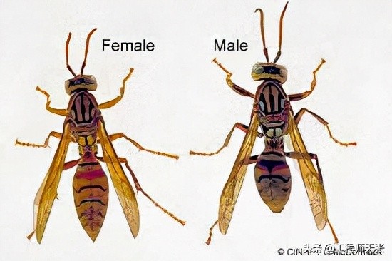 广西发现巨型马蜂,楼顶惊现巨型马蜂窝直径达半米