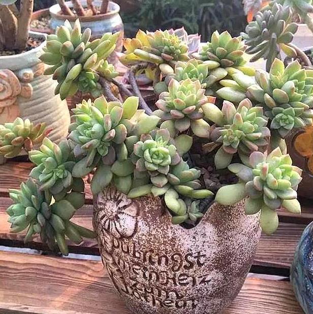 多肉怎么养成妖桩或悬崖桩,多肉老桩20多天可以露养吗