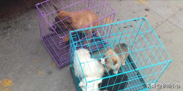 真正的狗市品种,哪里的狗市便宜品种又好种类又多