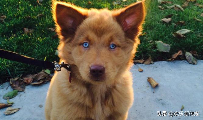 十种好养的宠物狗品种,100种可爱的狗