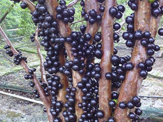 5年前百元一斤的土豪果,30几元一斤的土豪果