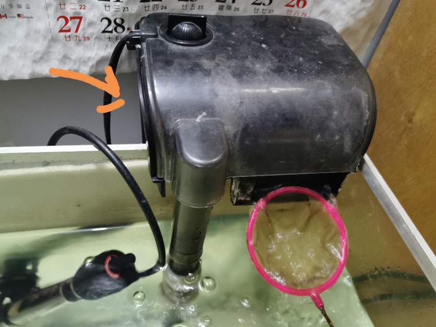 养观赏鱼天气突然变冷该注意什么,夏季观赏鱼饲养的三个禁忌