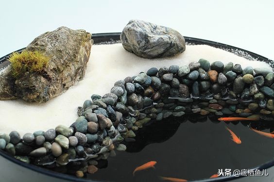 无需加热棒的大型鱼,不需加热棒又好看的鱼