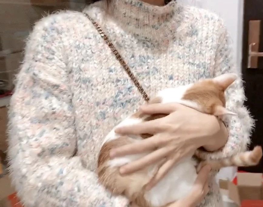 湿性猫传腹打441针治愈率多高,最可怕的猫咪是什么