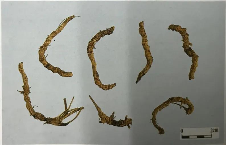 苦到极致的黄连,苦黄连的药用价值