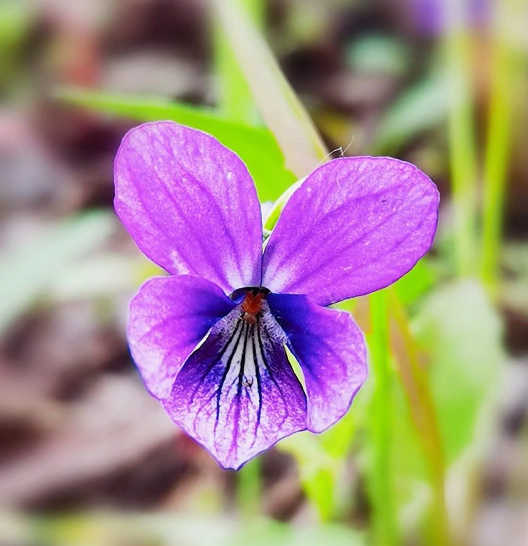 吉林北果：乡下的端午