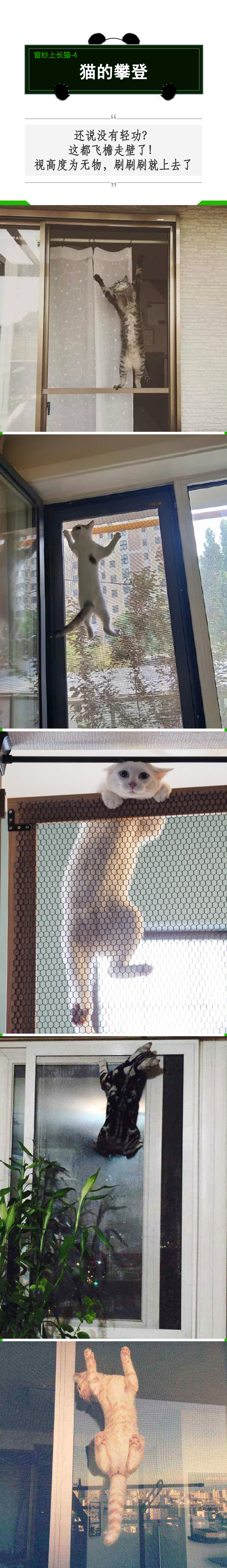 拥有窗纱的家庭，窗户上容易滋生“猫猫壁虎”？