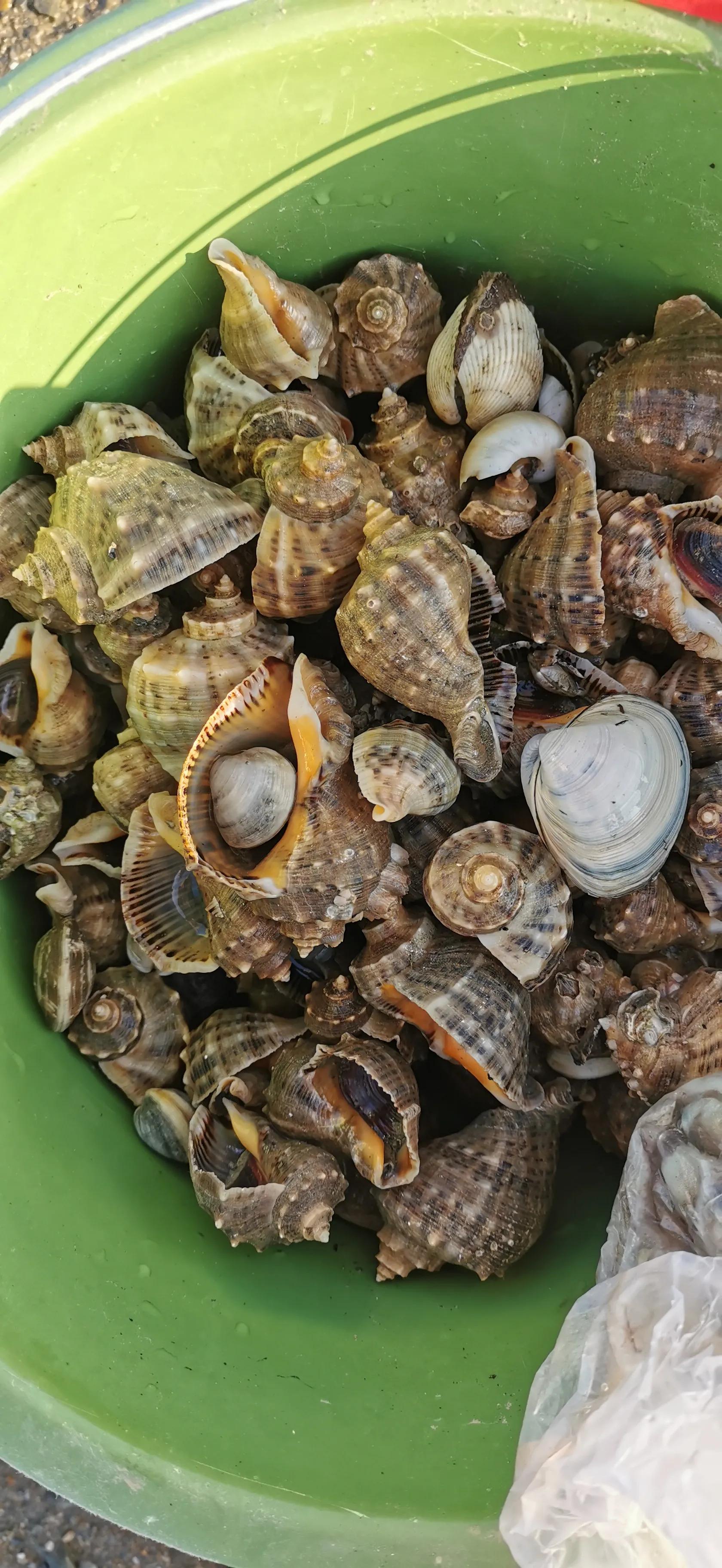 庄河黑岛赶海地点,庄河黑岛赶海潮汐表