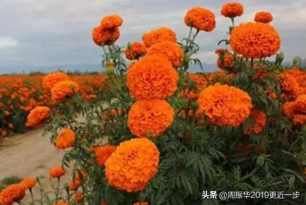 为什么一朵菊花有七八种颜色呢,一株菊花开出7种颜色