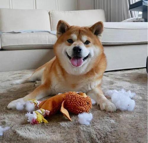 柴犬讨厌葵瓜子,柴犬讨厌主人的表现