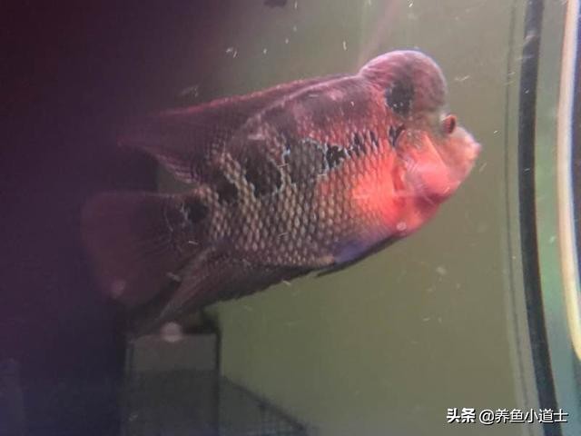 罗汉鱼颜色发黑是什么原因,罗汉鱼身体发黑用什么药治疗