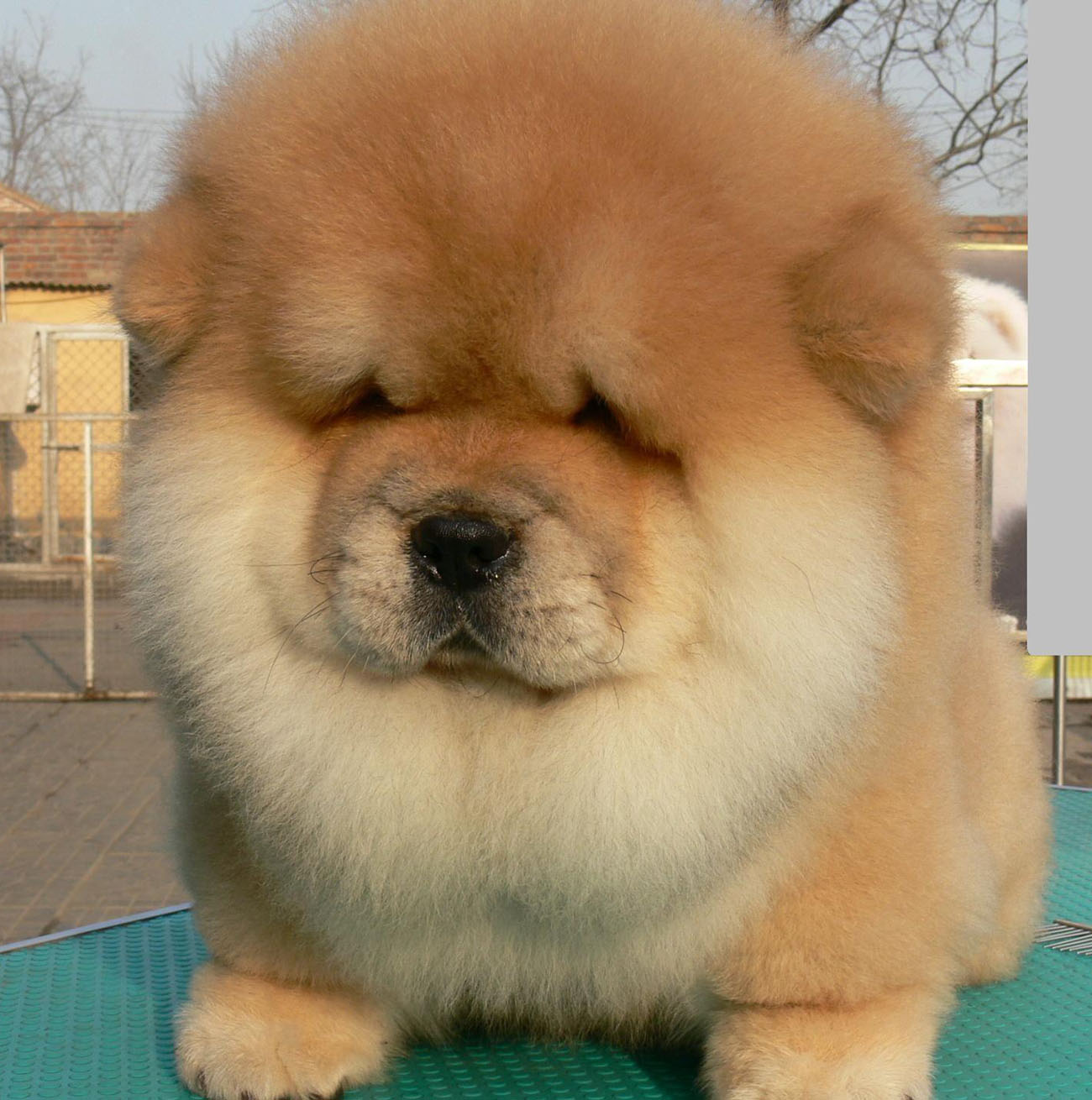 中国十大名狗图片排名,十大名狗排行榜