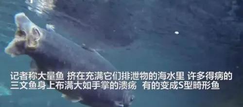 吃鱼子酱海葡萄三文鱼,吃鱼子酱奢侈