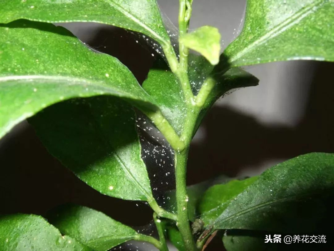 怎样防花红蜘蛛,怎样避免红蜘蛛