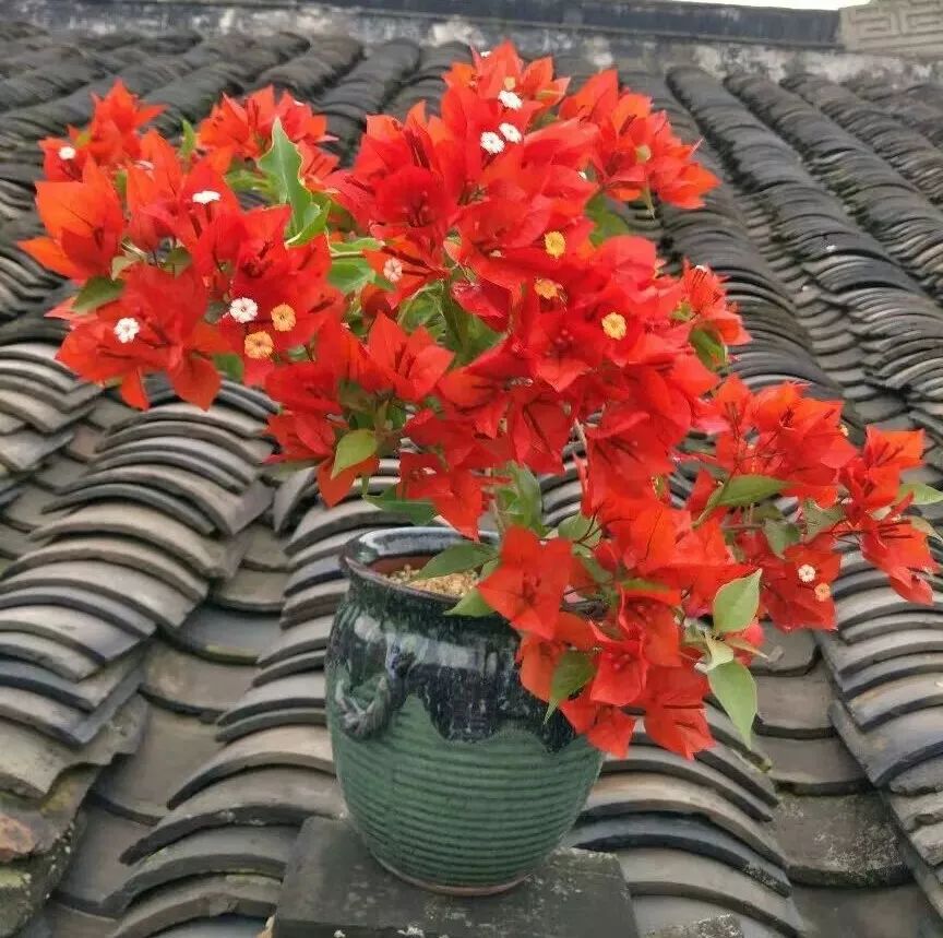 三角梅冻伤怎么弄,三角梅在多少温度才会爆花