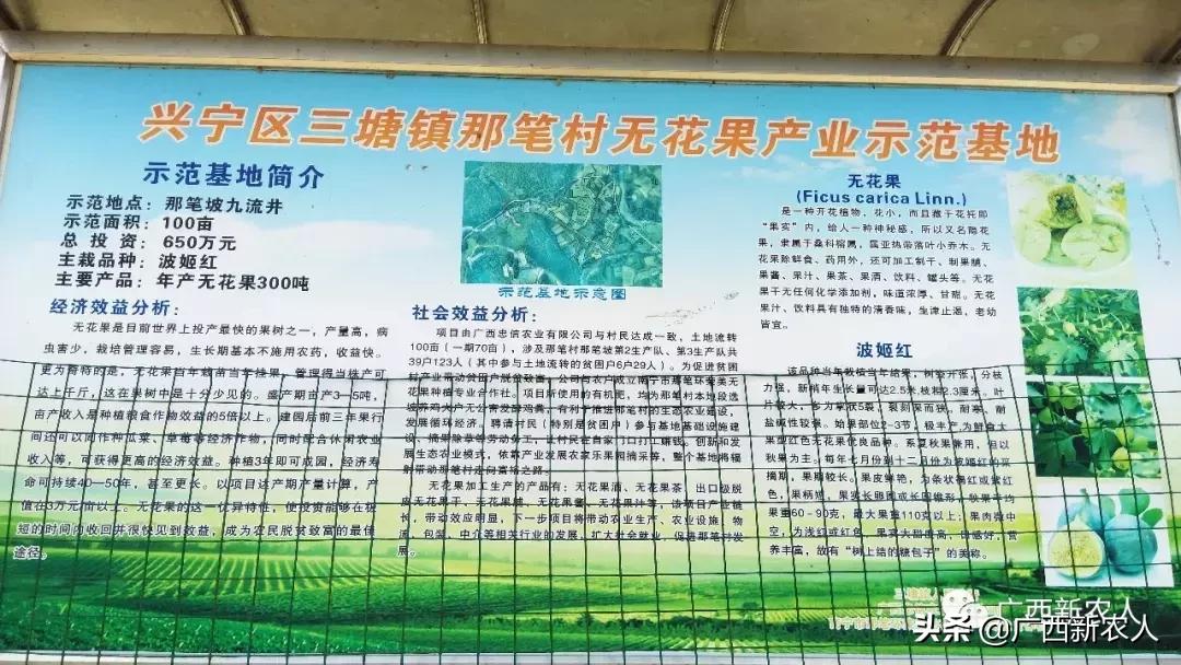 南宁那笔村无花果,南宁摘无花果