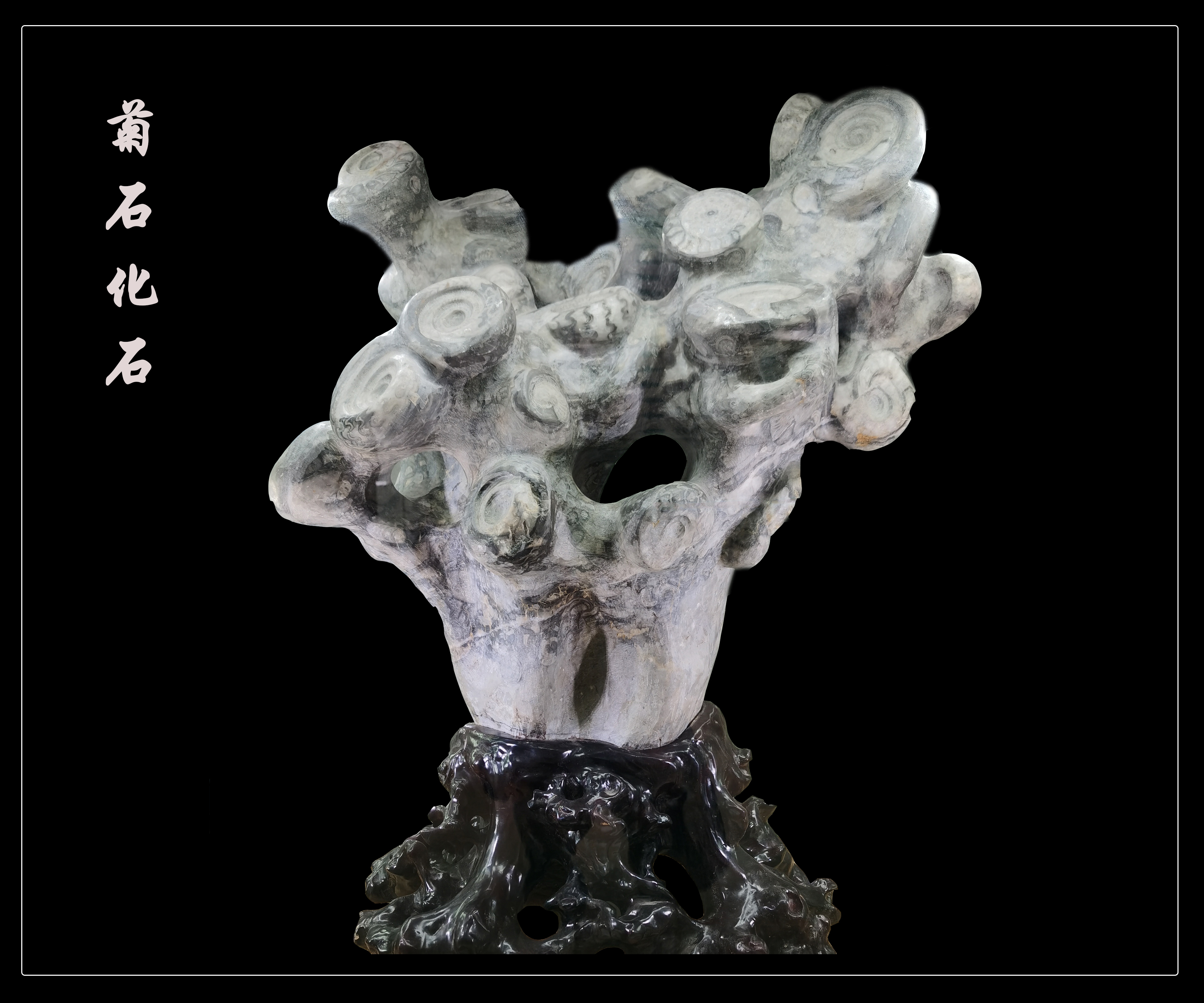 这几块化石,美得像艺术品