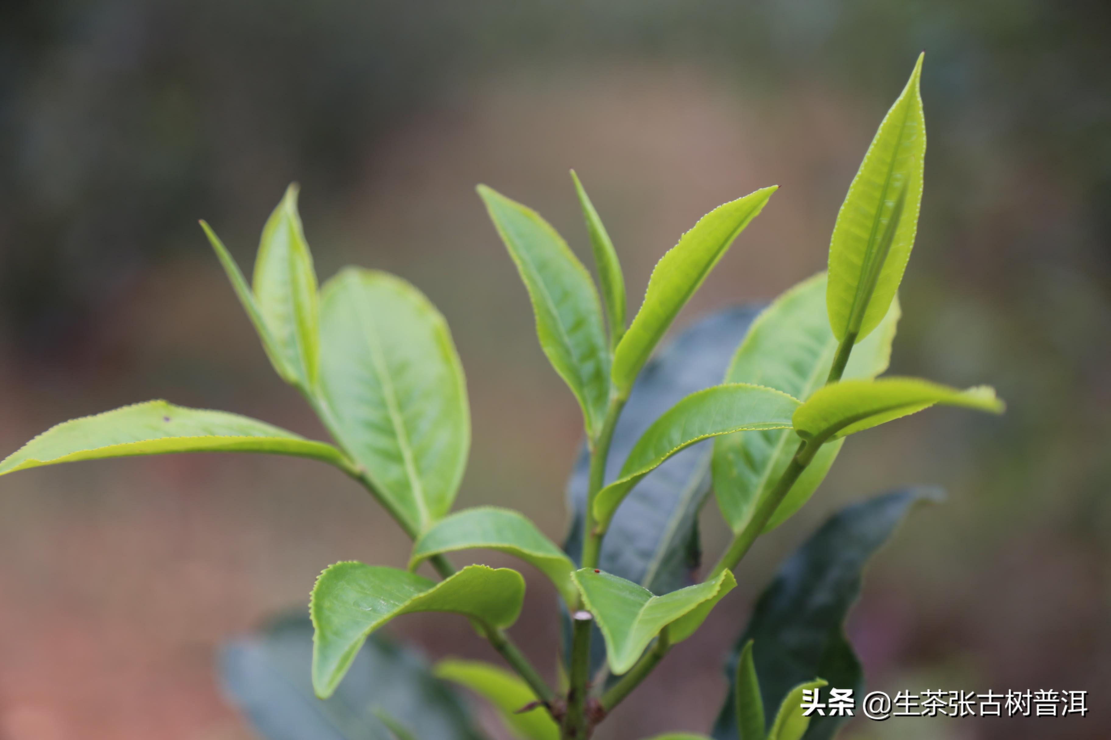 临沧普洱茶产地及茶区山头分类,普洱茶产地分布及特点