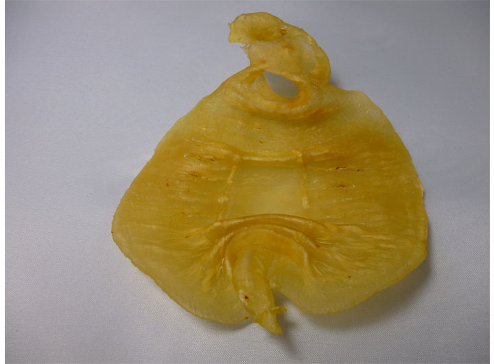 鱼胶保质期多长时间,鱼胶的保存时间